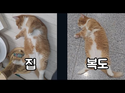 집이나 밖이나 똑같은 먼치킨고양이^^:The same munchkin cat at home or outside^^: #먼치킨고양이 #복도 #munchkin #hallway