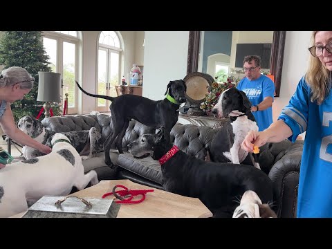 Funny How To Or Not Organize 9 Great Danes For A Group Party Photo