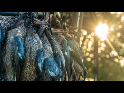 Texas Teal Duck Hunting: "Blue Rockets" - Fowled Reality