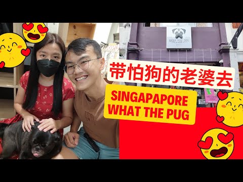 带怕狗的老婆去#新加坡What The Pug – Singapore's first pug “cafe” | 新加坡第一间哈巴狗 | Ahmiao Tv