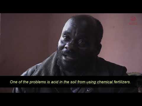 Farmers Speak After Using Safi Organics Fertilizer