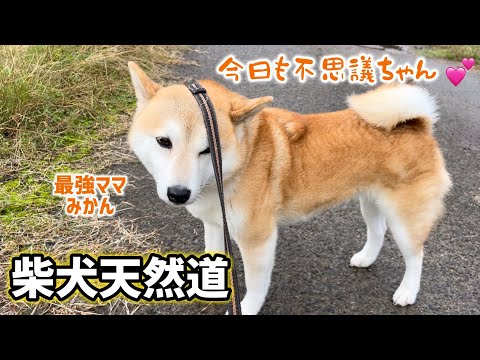 天然不思議ちゃん最強ママの最近まとめ #柴犬