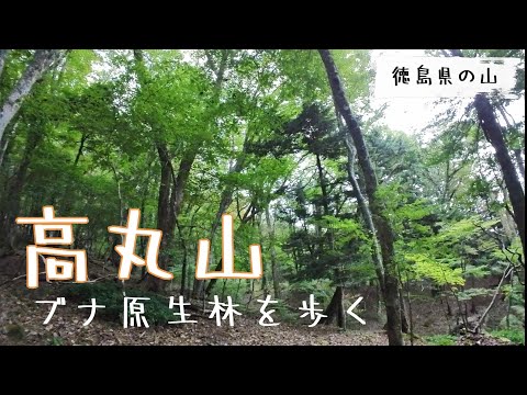 2023年10月　徳島県上勝町の高丸山へ。癒しの森（ブナ原生林）を歩きながら、ノルウェイの森を口ずさむ♪