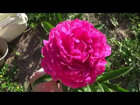 Harvesting A Peony Flower And Designing An Arrangement