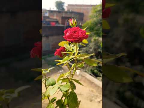 Rose Status 💖|| Love Status 💖|| Romantic Song Status 💖 || Flower Status💖#shorts #lovestatus #status