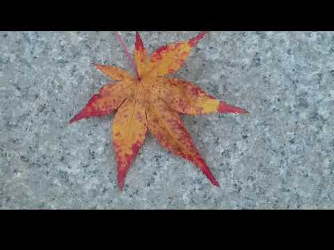 京都の旅　紅葉　２０１７年12月３日