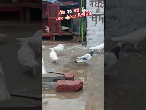 #pigeon #youtube #kabuterbaaz#shortvideos #viral#pigeonloves #kabutarstatus#tranding #song#kabootar