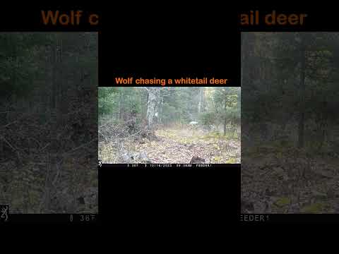 WOLF CHASING WHITETAIL DEER! Full Video Linked #wildlife #trailcam