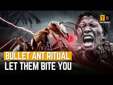 This INSANE Bullet Ant Ritual in Brazil Will SHOCK You! | Pain Like NO OTHER!