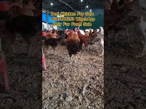 Desi Chicken For Sale #desipoultryfarming #freerangepoultry #freerangechickenfarming #chicken