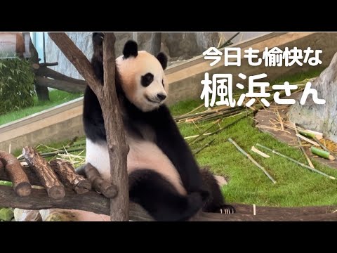 【悶絶注意❤】美味しい竹が無くなると行動が謎になりがちw パンダ 楓浜 🐼