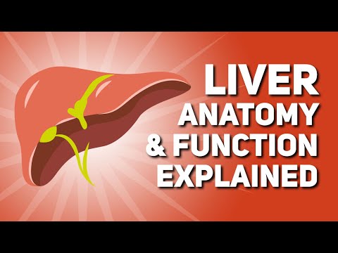 Basic Anatomy of the Liver Lecture Review