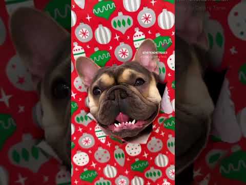 French Bulldog Bo | Merry Christmas | Max and Bo | Frenchie Trekker TV #Dog