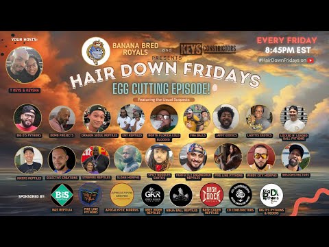 Hair Down Fridays - EP 128 - 06/28/24 #reptiles #ballpythons