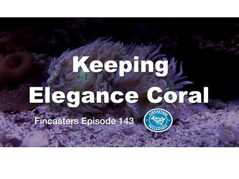 Keeping Elegance Coral Fincasters Episode 143