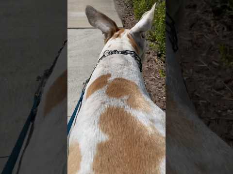 Great Dane Floppy Ears #greatdane (I’m a dog walker and that’s the collar his parents provide)