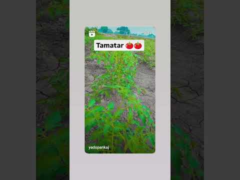 Tamatar farming 🧺 #khetibadi #kissanmajdoorektazindabadh #emotionalsong #kissanmajdoorektajindabad