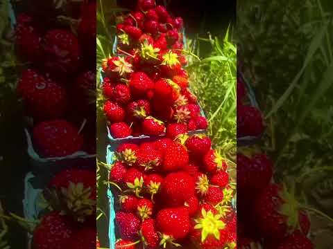 Strawberry Season is on 🍓🍓🍓 #music #song #strawberry