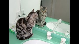 鏡に映った自分の姿に驚く猫ちゃんが面白くてかわいい件ｗ～Cat amazed at herself in the mirror.