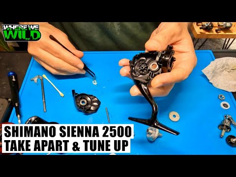 SHIMANO SIENNA 2500HG - Take Apart & Tune Up - Fishing Reel Maintenance