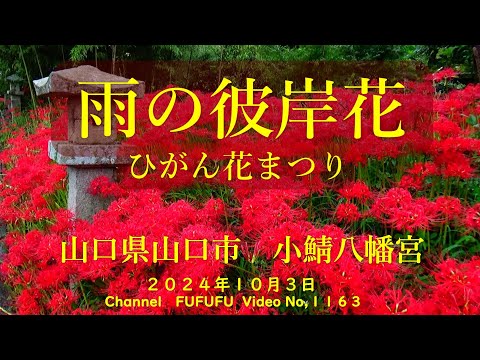 小鯖八幡宮　雨のひがん花まつり　山口県山口市　No,1163