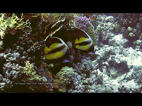 Red Sea Bannerfish