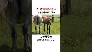 馬のとねっこ（当歳）時代が可愛すぎる#競馬