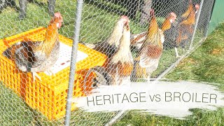 How You Can Make Heritage Chicken Profitable