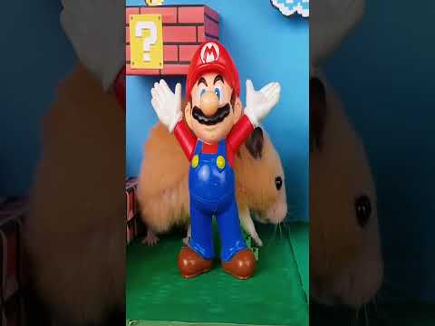 DIY hamster Mario maze #Shorts #cute #hamster