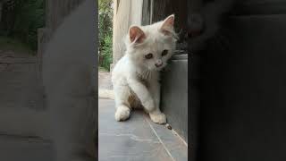 Cute Cat Compilation: Purrfect Moments! #cat #catsofinstagram #vacation #cats #catstagram #instacat