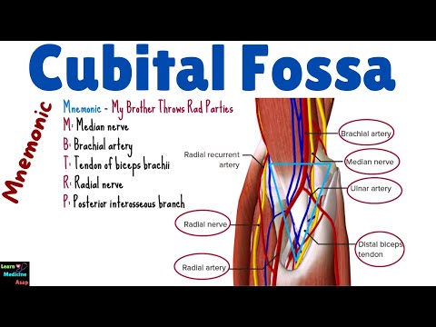 Cubital Fossa Anatomy – Boundaries, Contents and Mnemonic