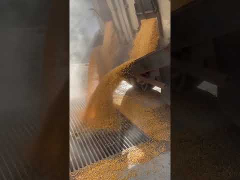 Satisfying Video of Corn Deposit 🌽