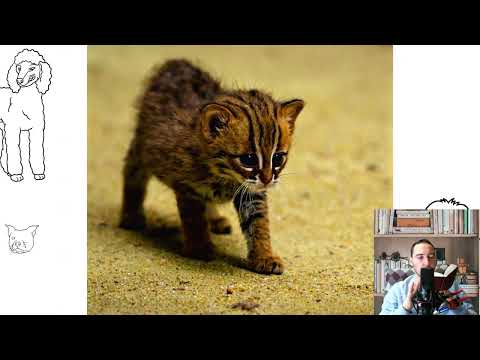 Rusty spotted cat. Pros and cons, price, how to choose, facts, care, history