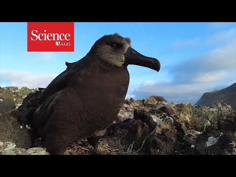 These scientists flew eggs across the ocean to save seabirds from climate change