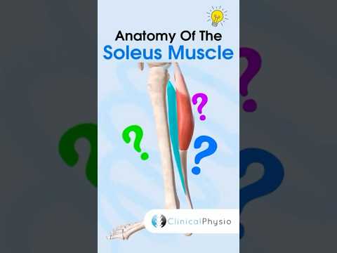 Soleus Muscle Anatomy #anatomy #physiotharapy #physicaltherapy #soleus