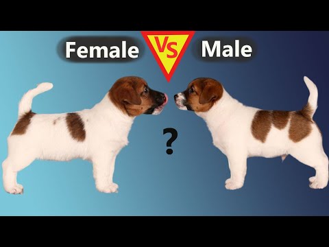 Male Vs Female Jack Russell Terrier in 2 Minutes: 5 Differences Between Them