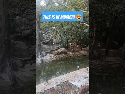 #bycullazoo#mumbaikarprajakta #mumbaiplaces #mumbaitourism #aquabirds#naturelovers #ytshortsindia