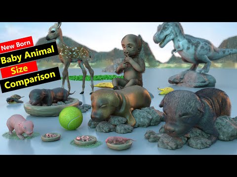 Animals new born baby size comparison in 3d