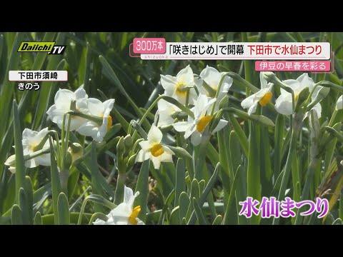 「いまは咲きはじめ」下田で早春の伊豆を彩る水仙まつり　20日に開幕