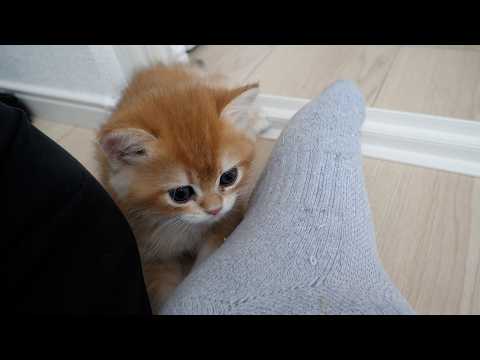 Kitten Pino seems to have become addicted to the owner's feet!