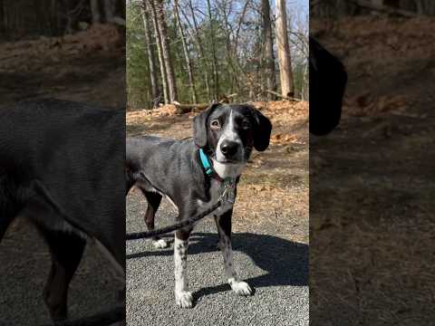 Pretty boy who refuses to walk properly 🐶 #petcompanions #dogwalkinglife #dogshorts #funnyvideos