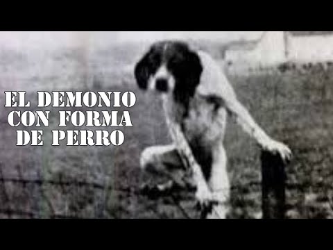 El demonio con forma de perro, Mi perro toco mi hombro. Historias de miedo.