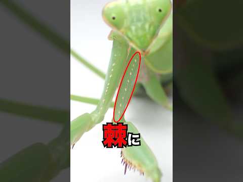 外来種カマキリ