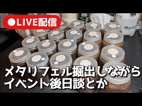 LIVE イベントの後日談とかメタリフェル掘出し【クワガタ飼育】