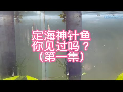 一夜之间，“白化鳄雀鳝”居然变成了定海神针鱼（第一集）