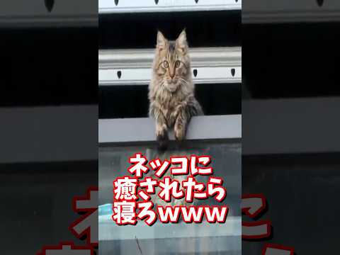 ネッコの動画で癒されたら寝ろｗｗｗ　#2ch #2chまとめ 動物スレ #2ch面白いスレ #動物 #犬 #猫 #癒やし #ねこ動画#ねこ