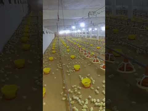 poultry farm #poultryfarmbusinessplan  #broilerchickenfarming #murgi_palan