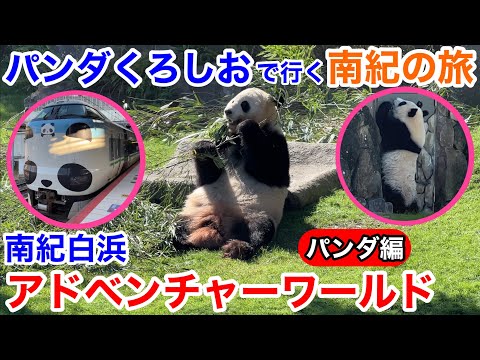 【白浜観光】パンダくろしおで行く南紀白浜 アドベンチャーワールド パンダ編