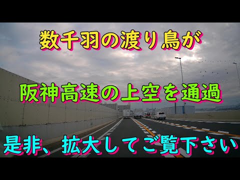 数千羽の渡り鳥が阪神高速上空を通過