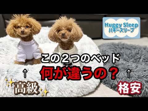 変な寝方をする愛犬に高級ベッドが届きました🎁¥2000格安ベッドと比較してみた【HuggySleep】